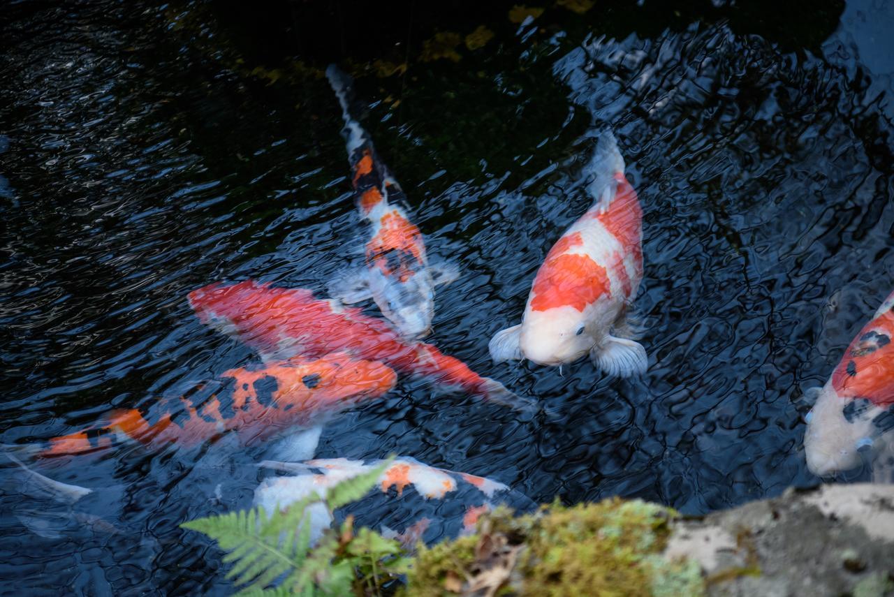 Yunohira Kamiyanagiya Hotel Yufu Bagian luar foto